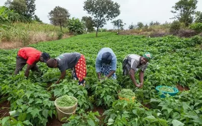 KEBBI STATE FARMERS’ WEATHER GUIDE