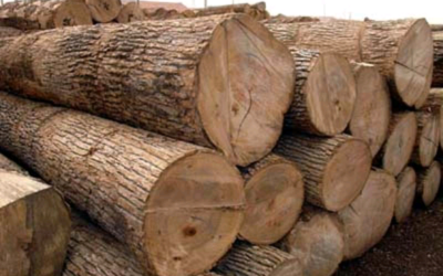 HEDA Commends FG’s Wood Export Ban, Says Enforcement and Social Solutions Must Follow