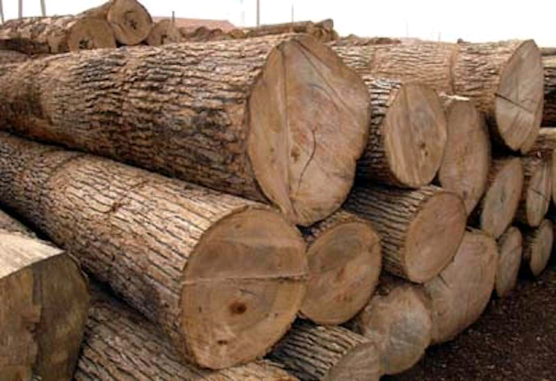 HEDA Commends FG’s Wood Export Ban, Says Enforcement and Social Solutions Must Follow